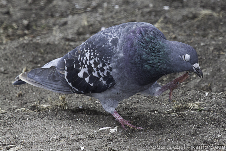 pigeon scratching